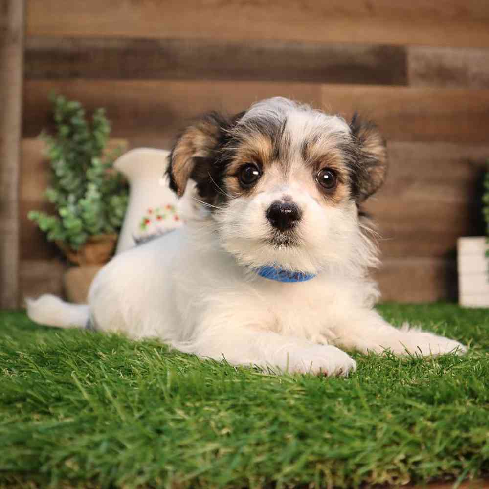 Male Morkie Puppy for Sale in Blaine, MN