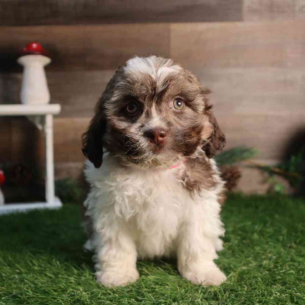 carousel pet images