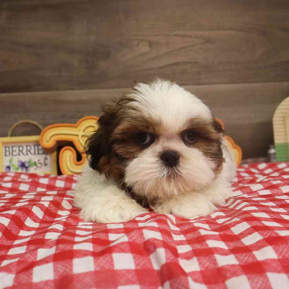 carousel pet images