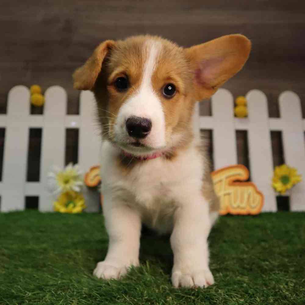 carousel pet images