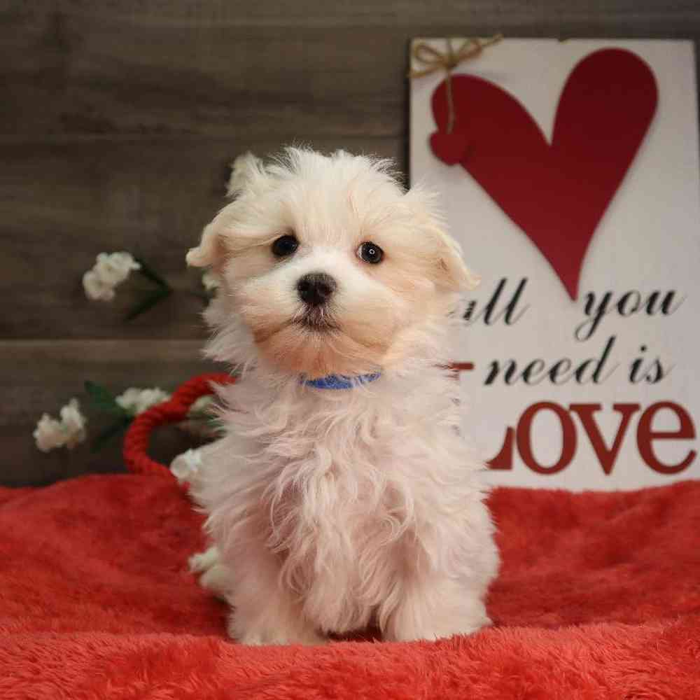 Male Maltese Puppy for Sale in Blaine, MN