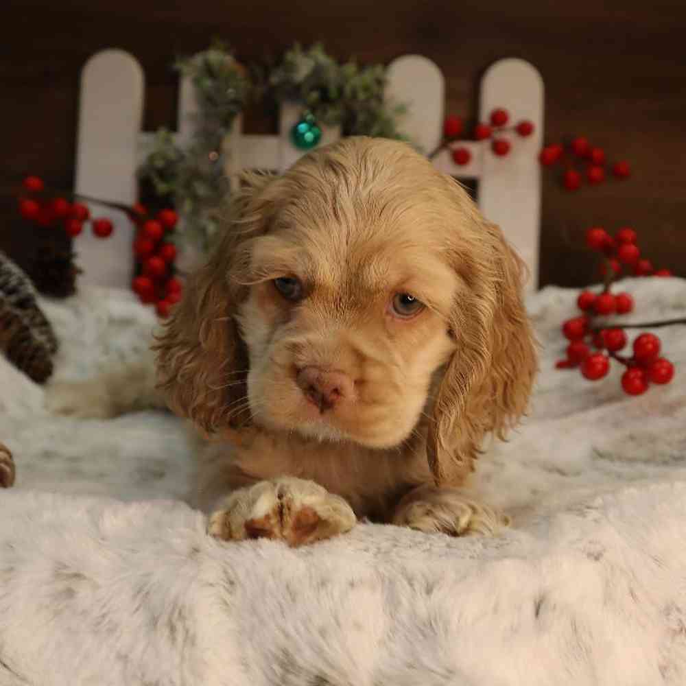 Female Cocker Spaniel Puppy for Sale in Blaine, MN