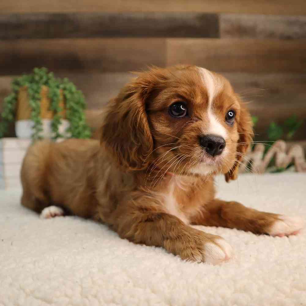 Female Cavalier King Charles Spaniel Puppy for Sale in Blaine, MN