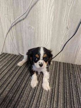 Cavalier King Charles Spaniel