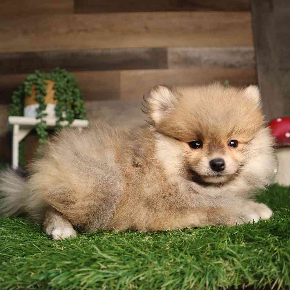 carousel pet images