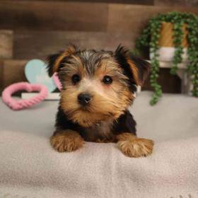 Yorkshire Terrier