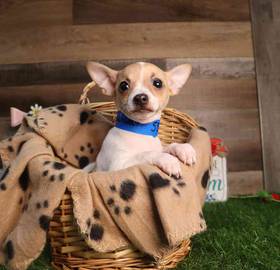 Chihuahua