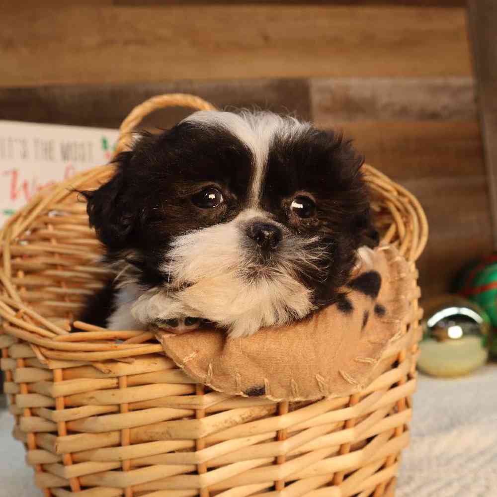 carousel pet images