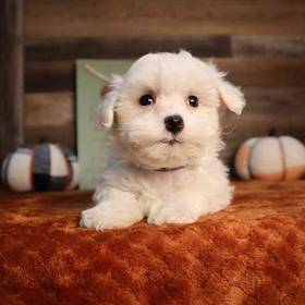 Maltipoo
