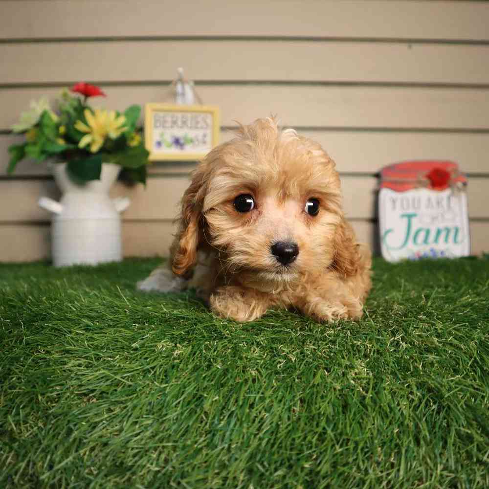 carousel pet images