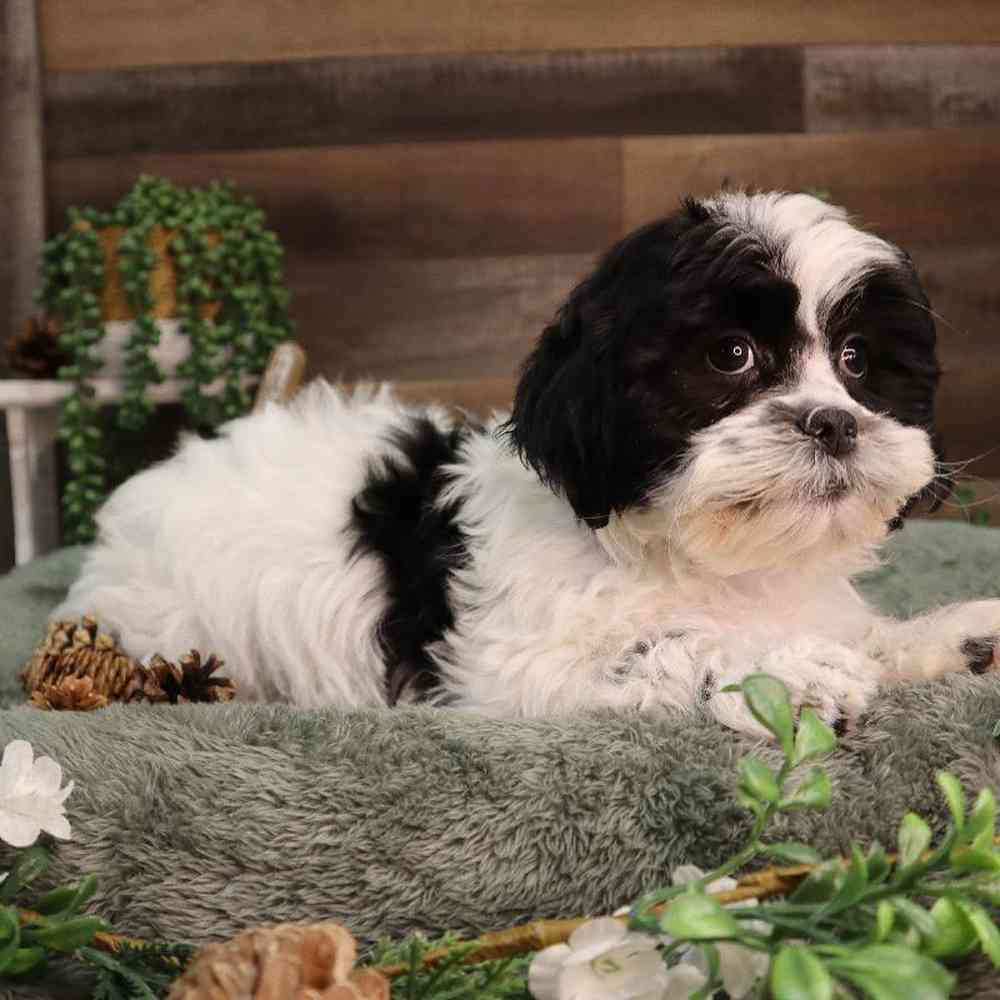 carousel pet images