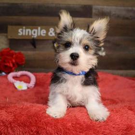 Morkie
