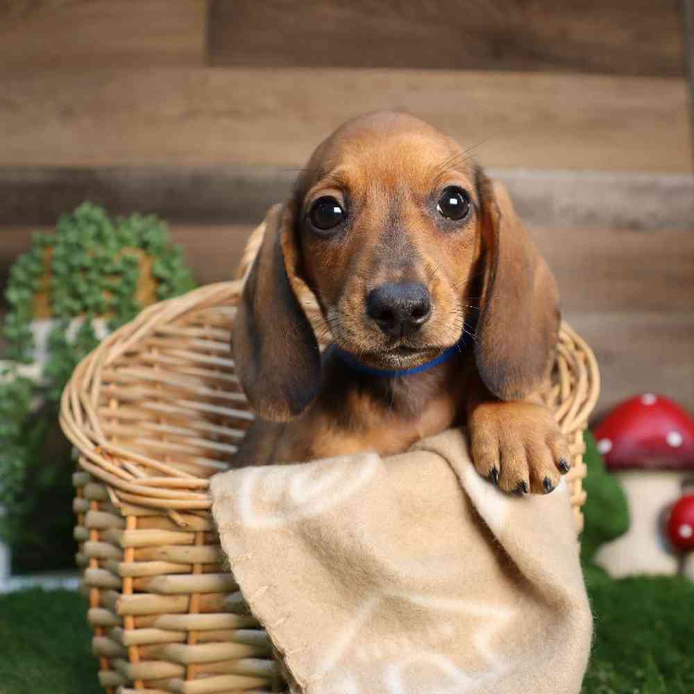 Image of a pet breed in the gallery