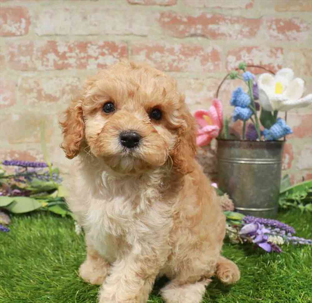 carousel pet images