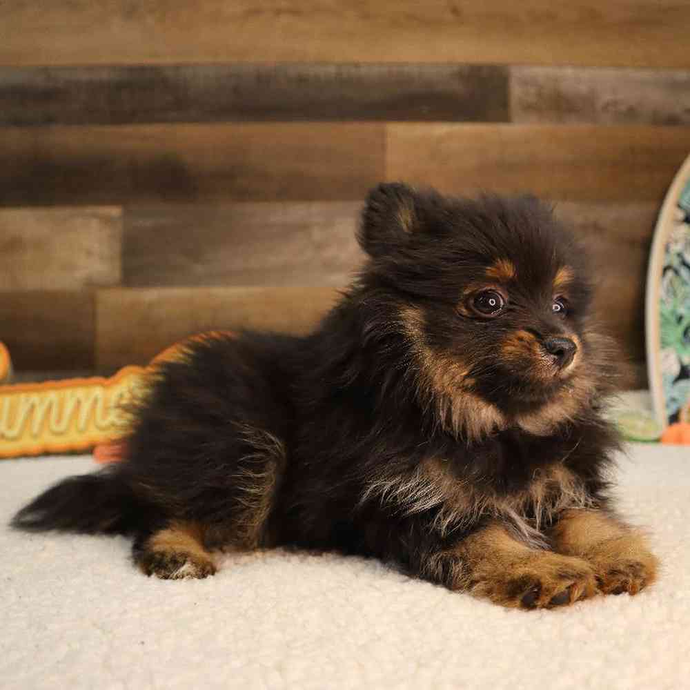 carousel pet images