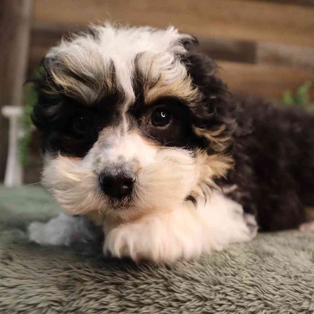 carousel pet images