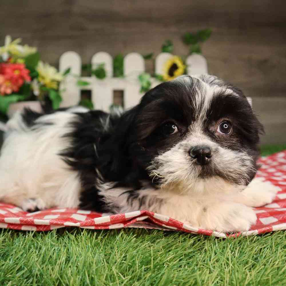 carousel pet images