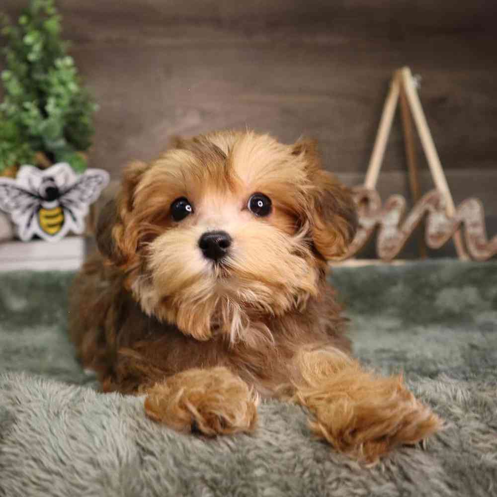 Female Bichon-Poodle-Yorkie Puppy for Sale in Blaine, MN