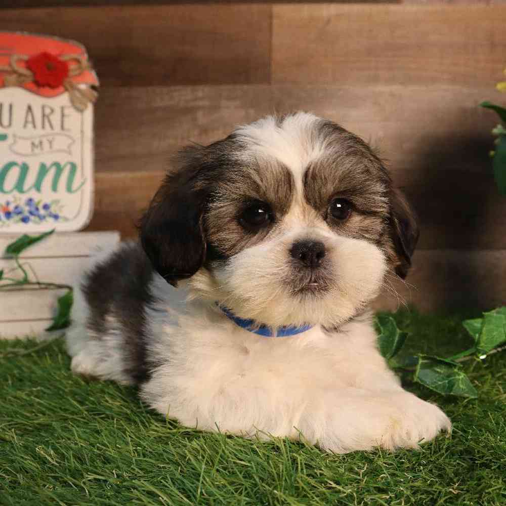 pet breed image