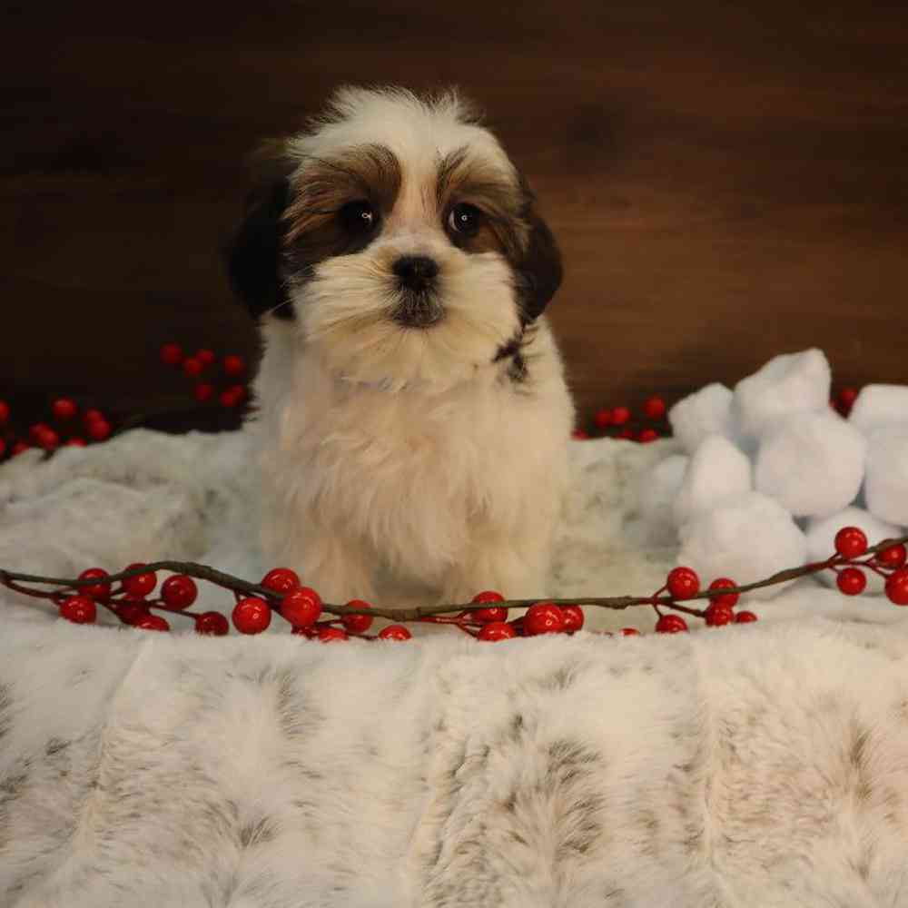 carousel pet images