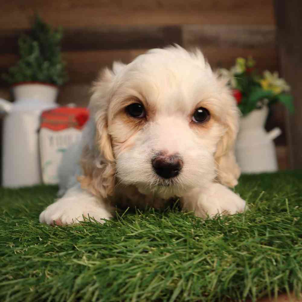 Image of a pet breed in the gallery