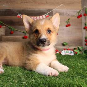 Pembroke Welsh Corgi