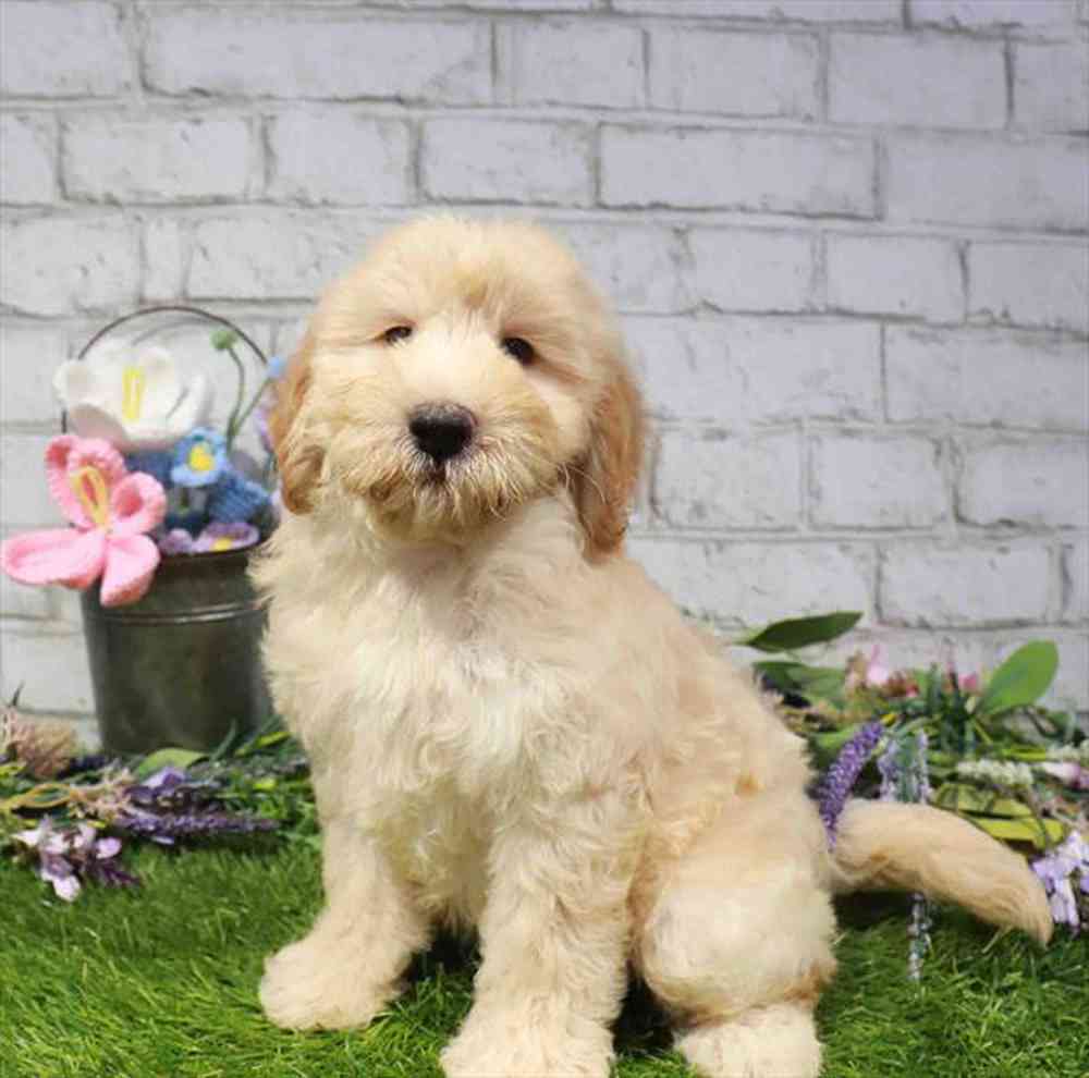 carousel pet images