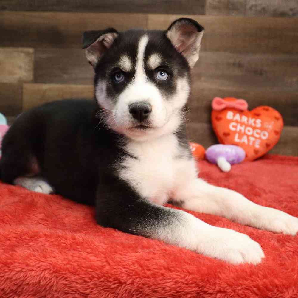 Male Pomsky Puppy for Sale in Blaine, MN
