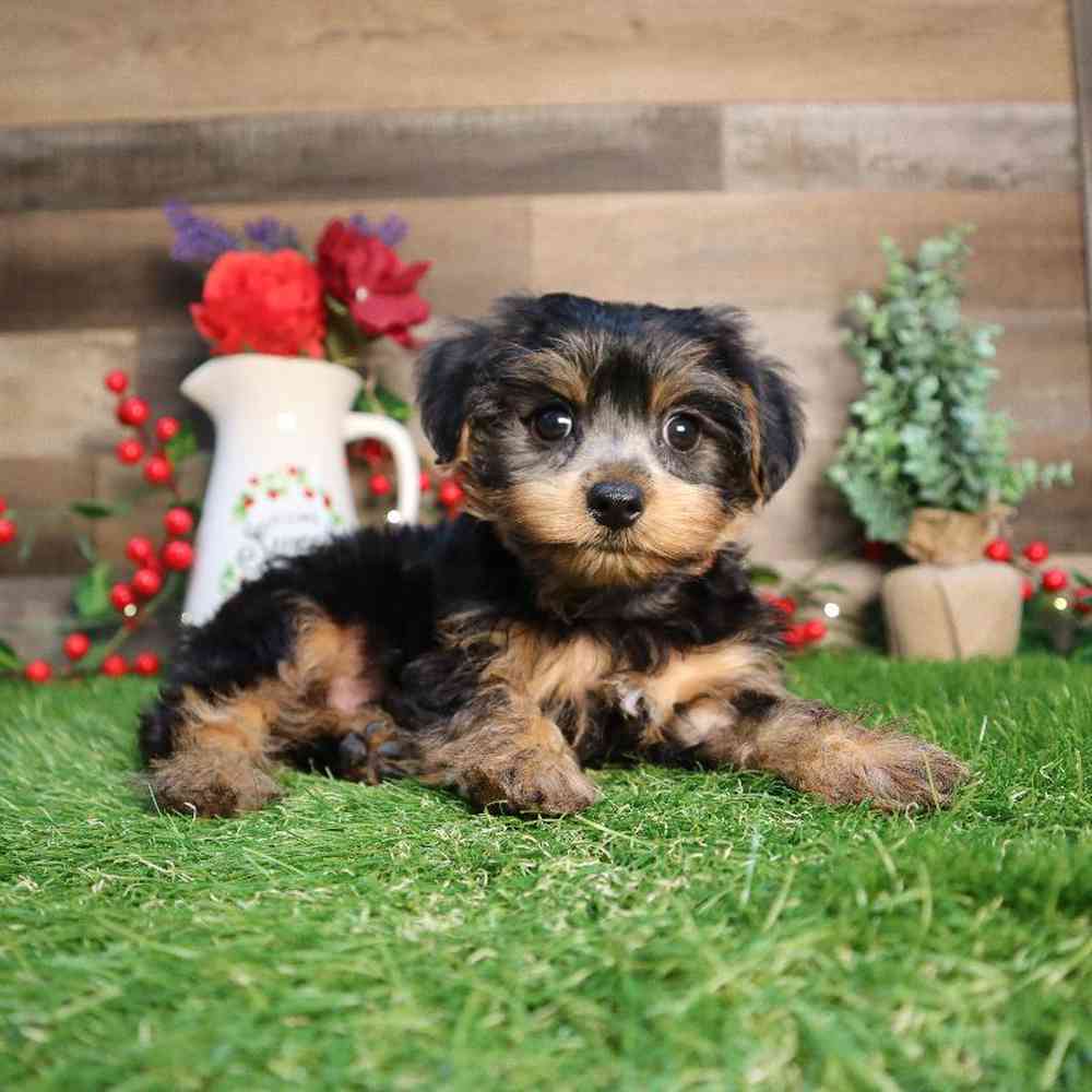 pet breed image