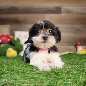 Yorkie-Poo