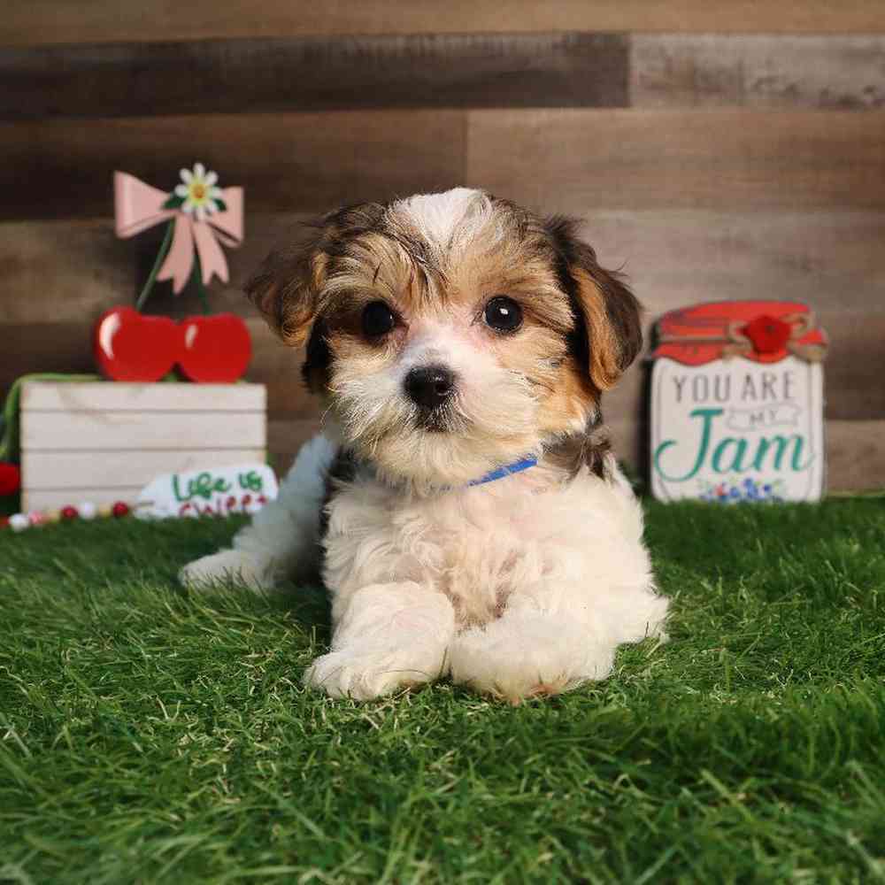 carousel pet images