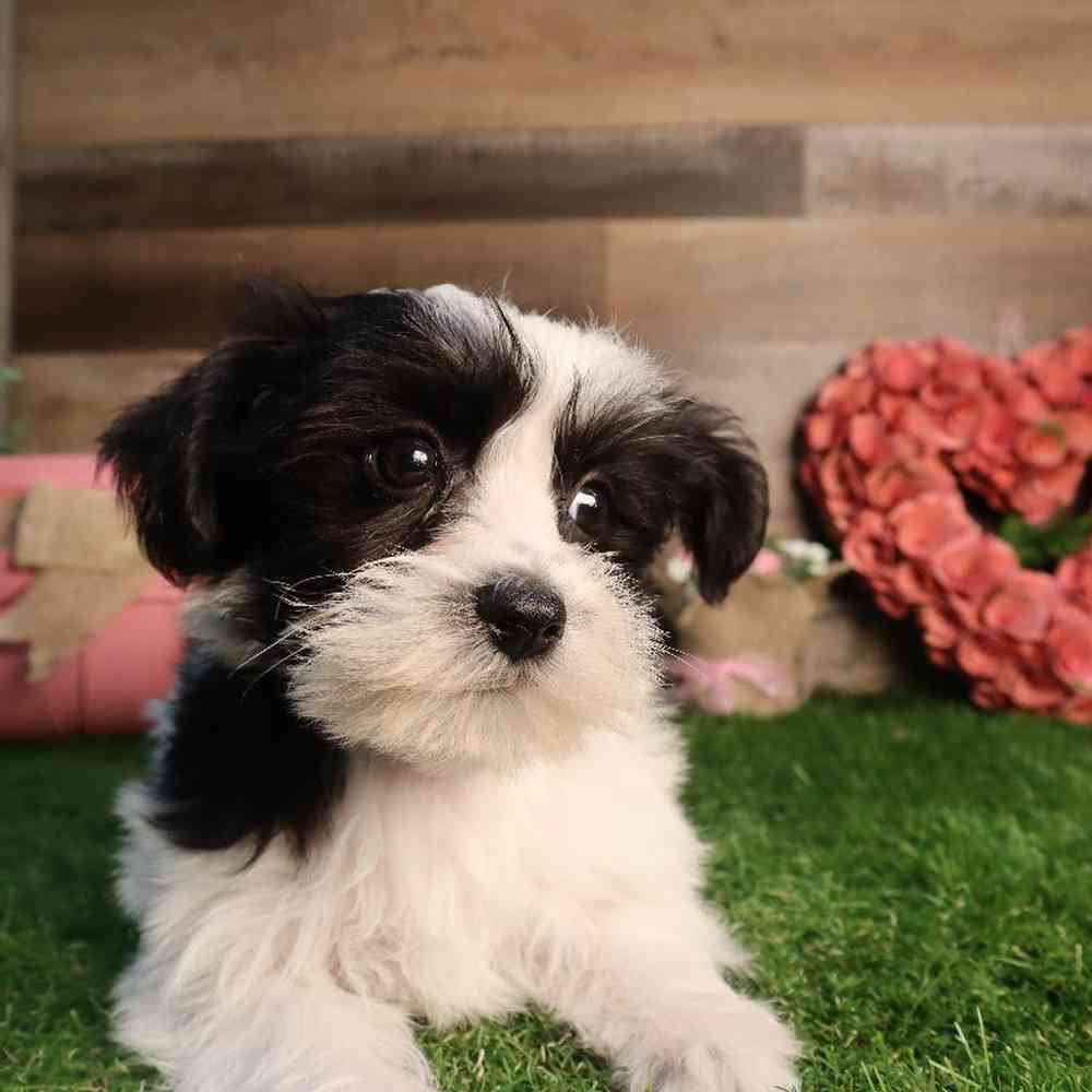 carousel pet images