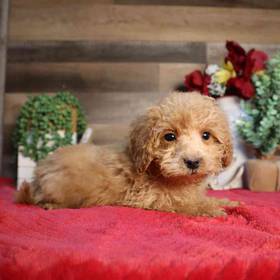 Mini Poodle
