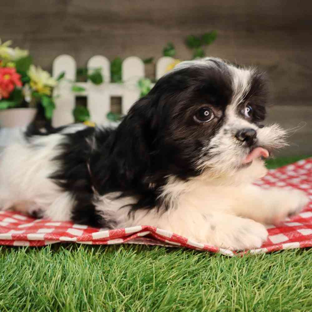 carousel pet images