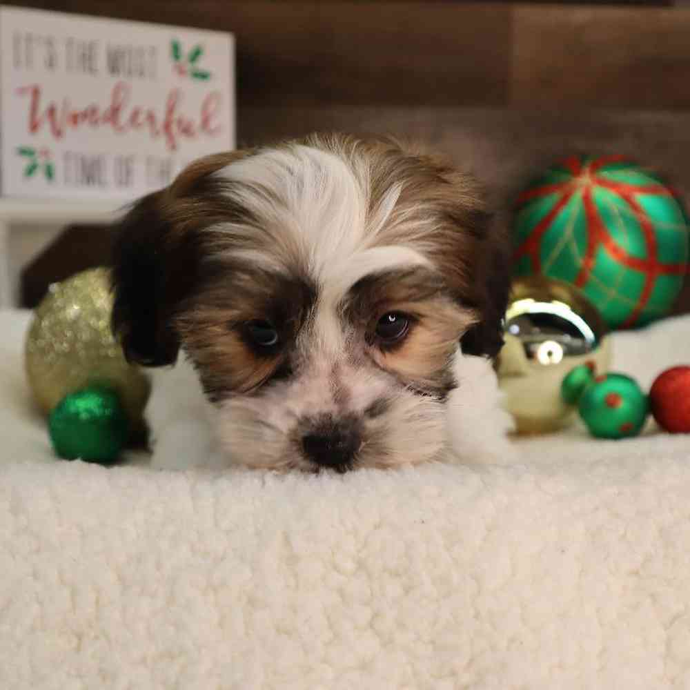 Male Teddy Yorkie Puppy for Sale in Blaine, MN