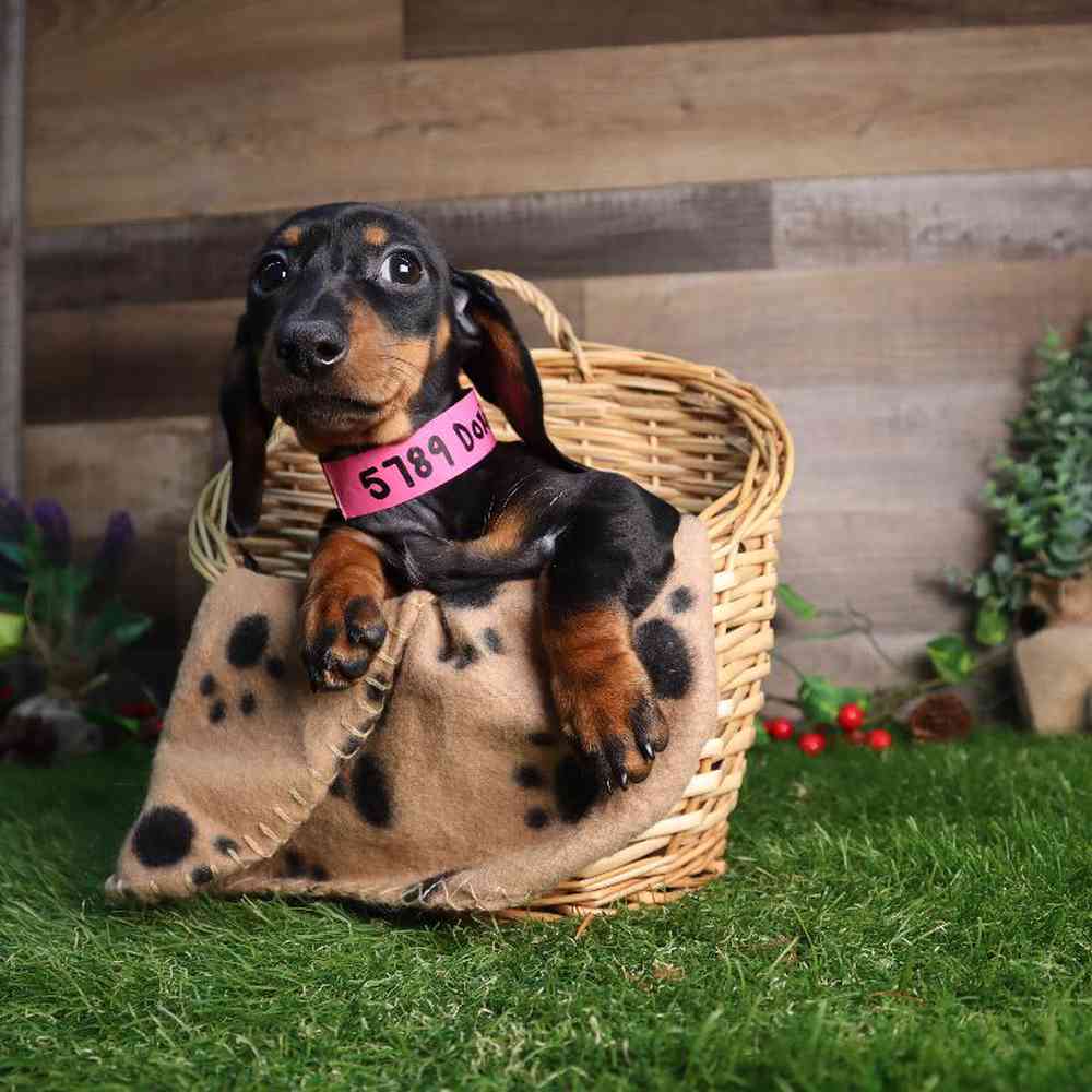 carousel pet images