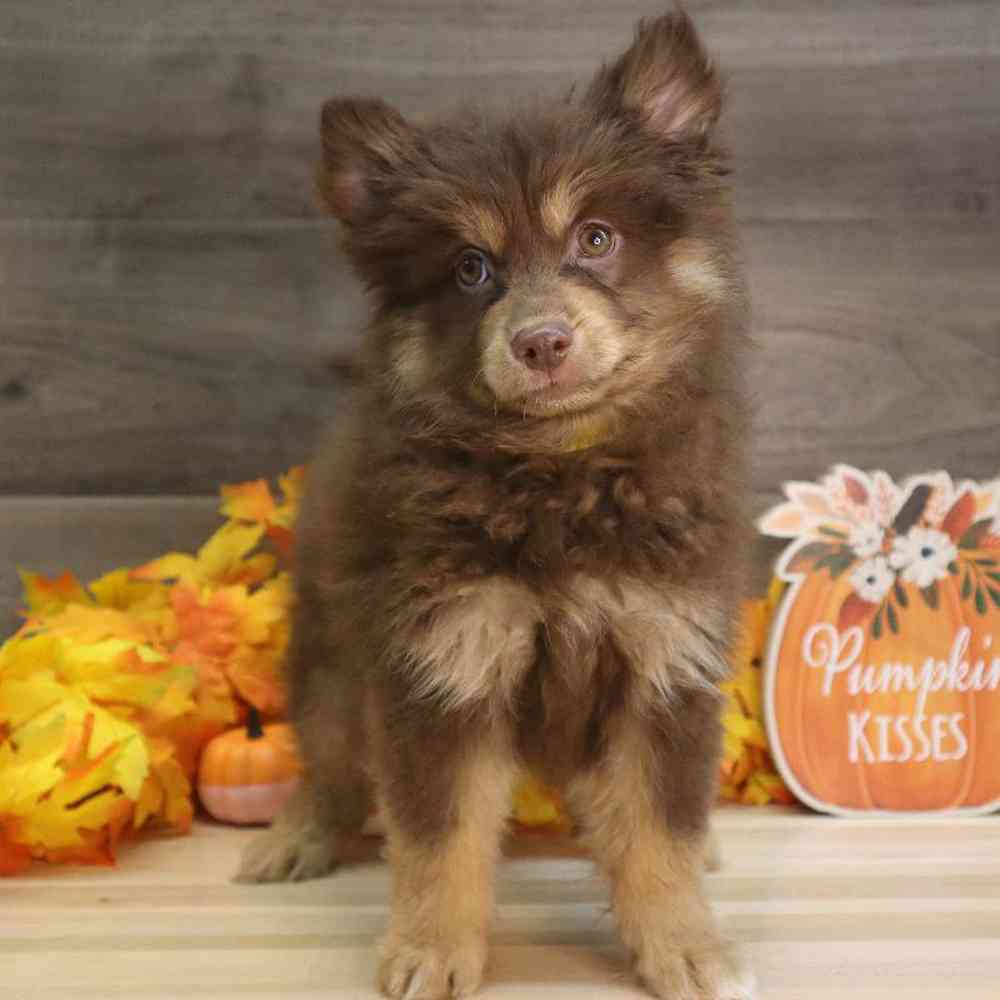 carousel pet images