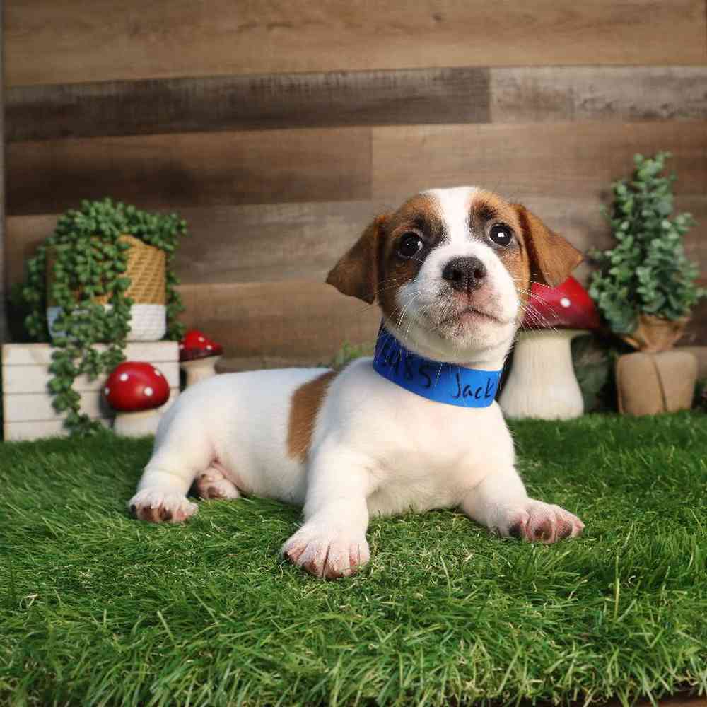 Male Jack Russell Terrier Puppy for Sale in Blaine, MN