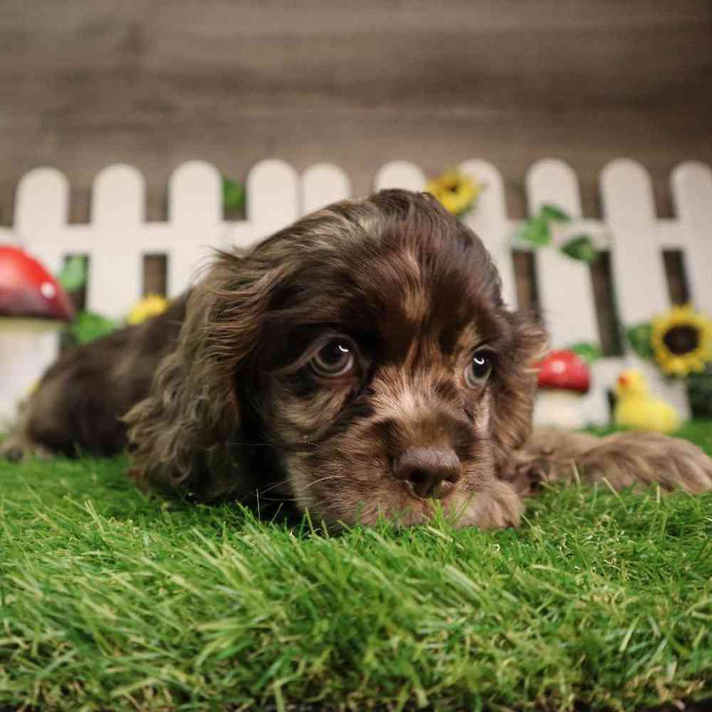 carousel pet images
