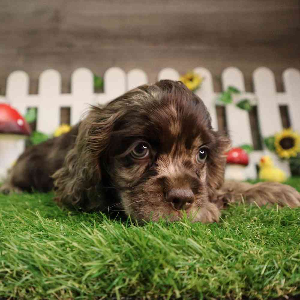 Female Cocker Spaniel Puppy for Sale in Blaine, MN