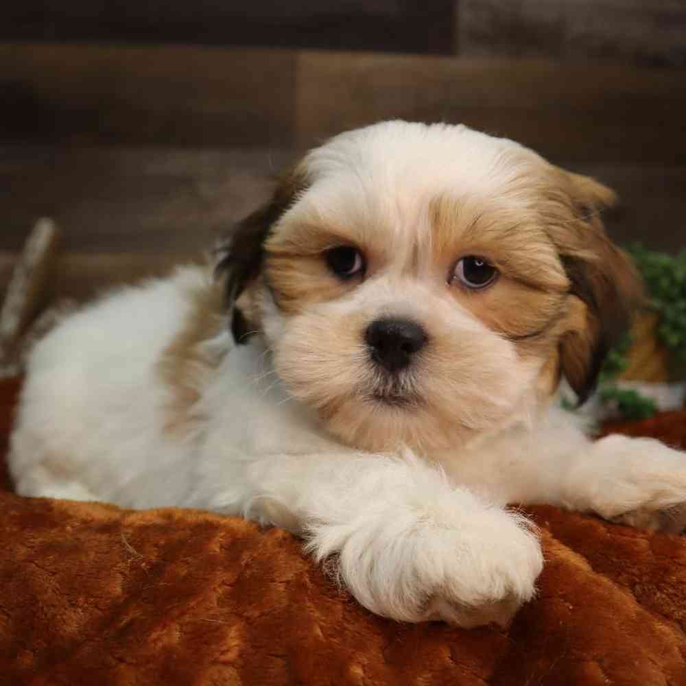 carousel pet images
