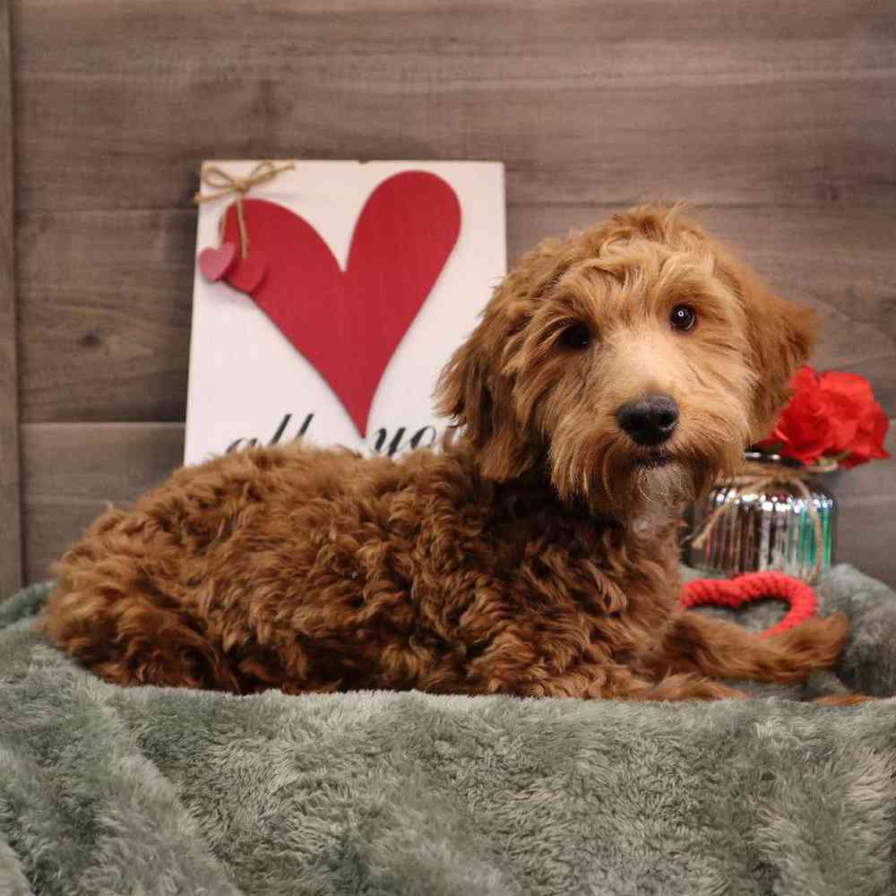 carousel pet images