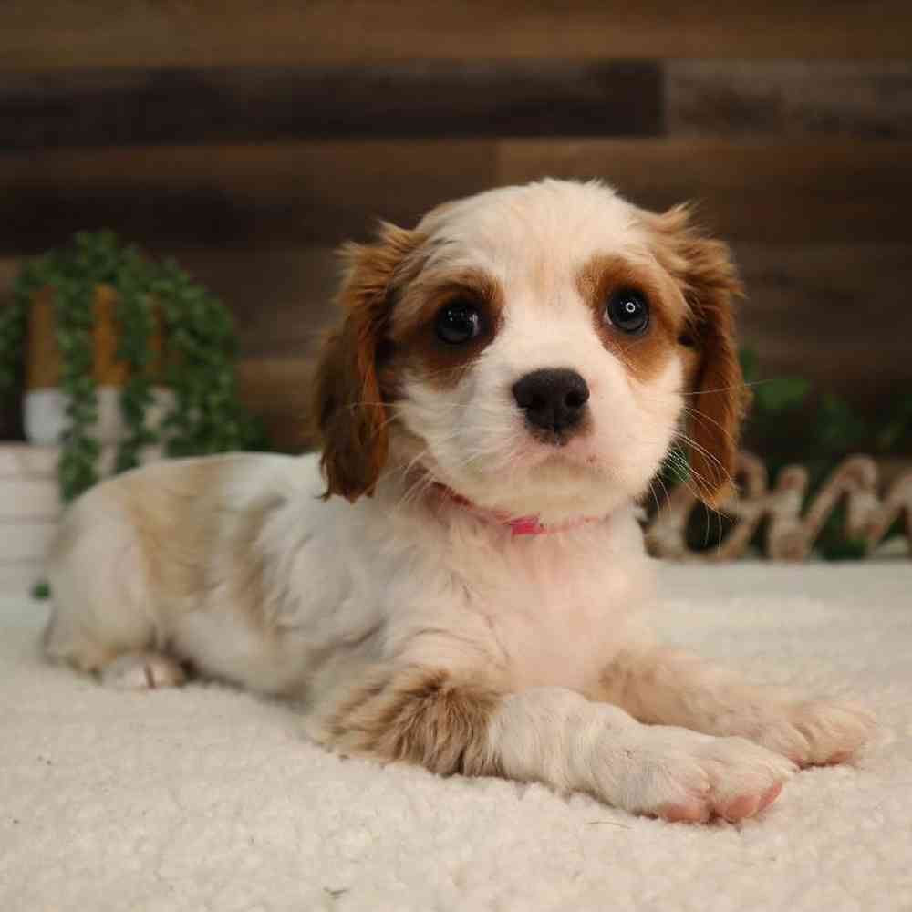 Female Cavalier King Charles Spaniel Puppy for Sale in Blaine, MN