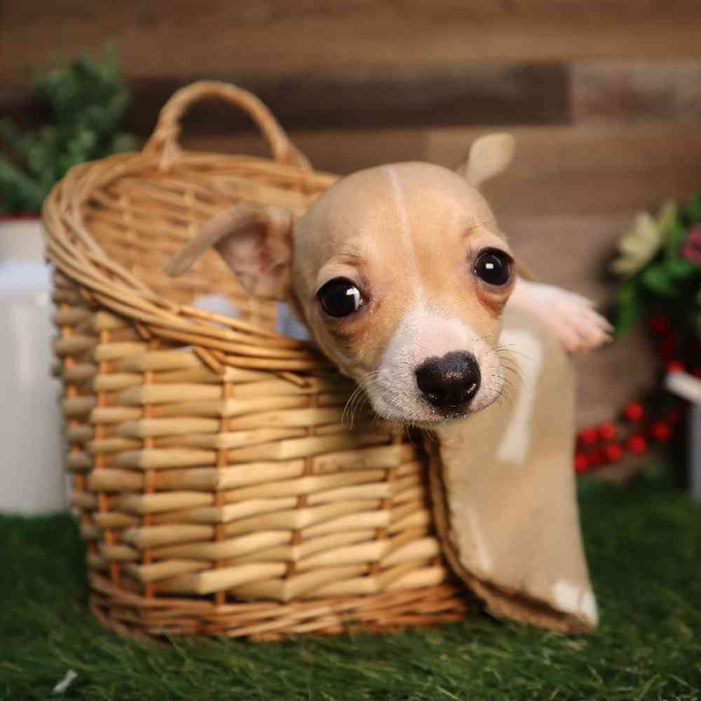 carousel pet images