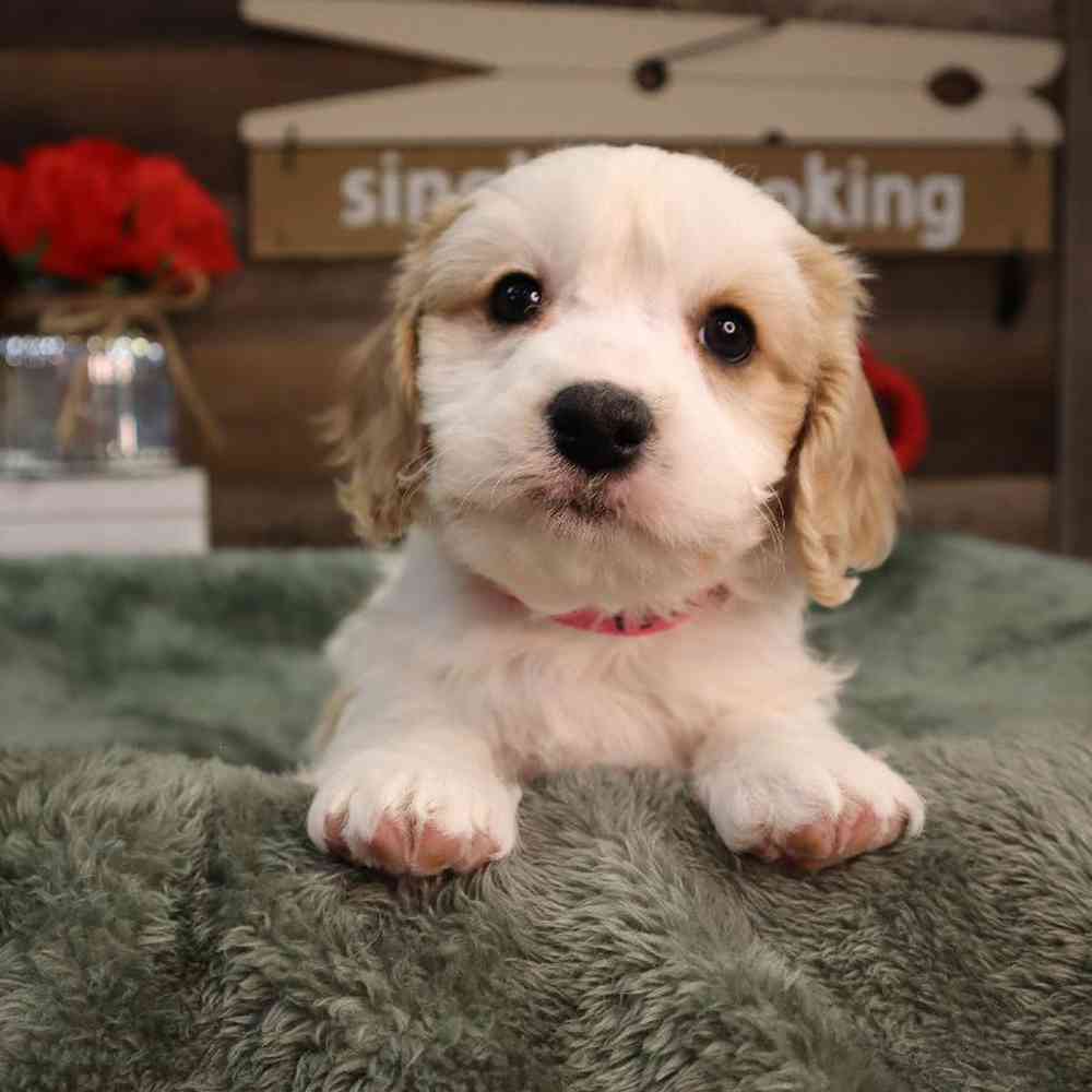 Female Cavachon Puppy for Sale in Blaine, MN