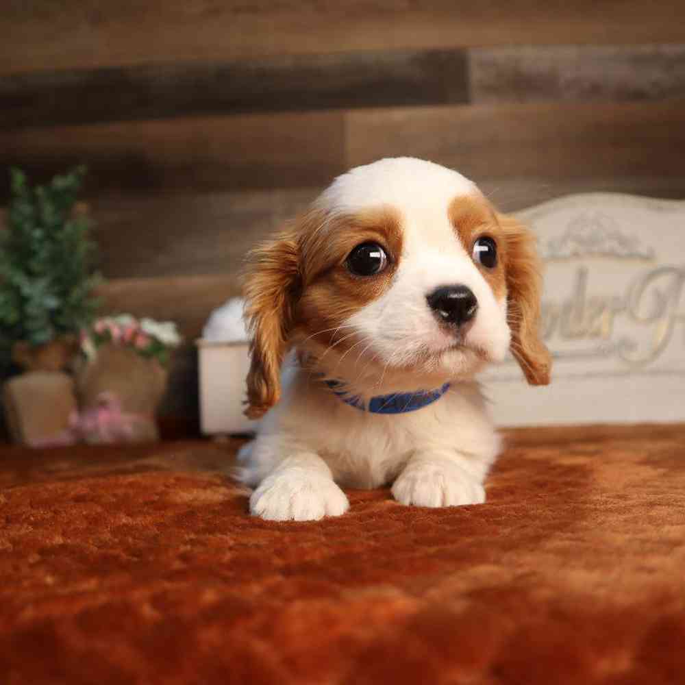 carousel pet images