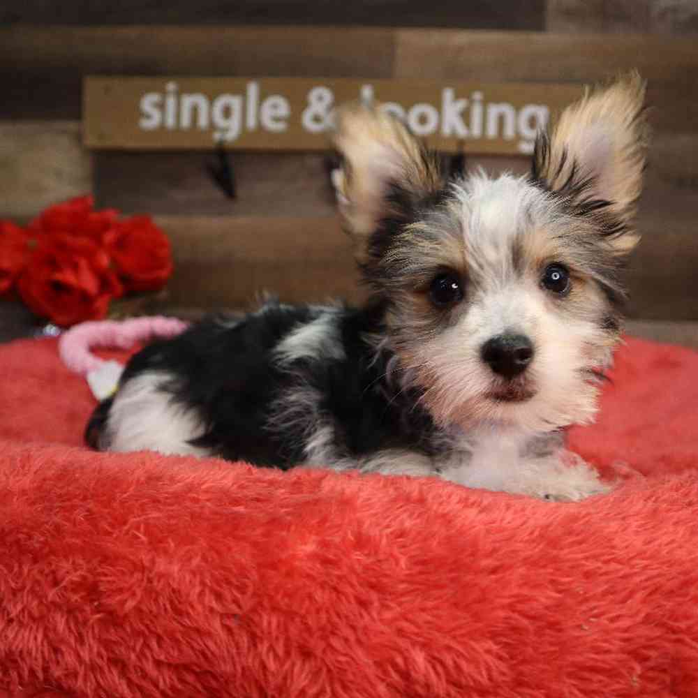 carousel pet images