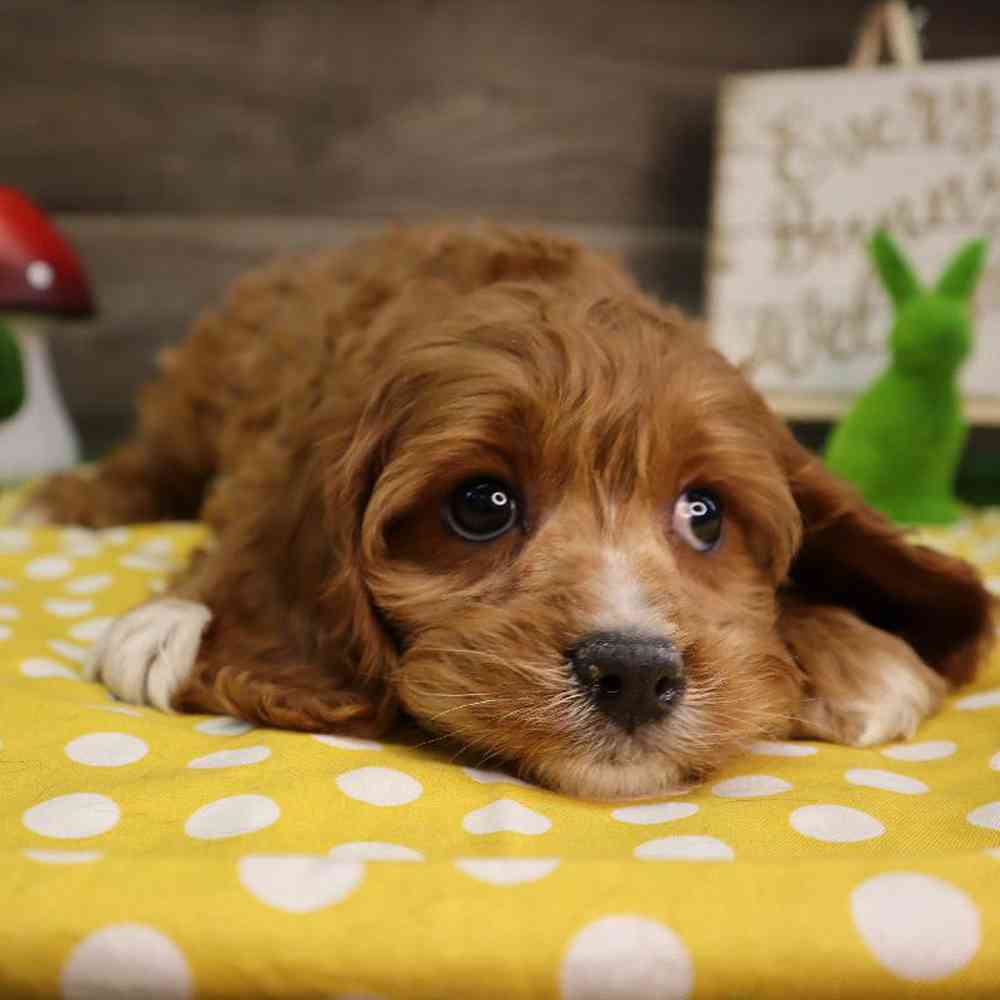 carousel pet images