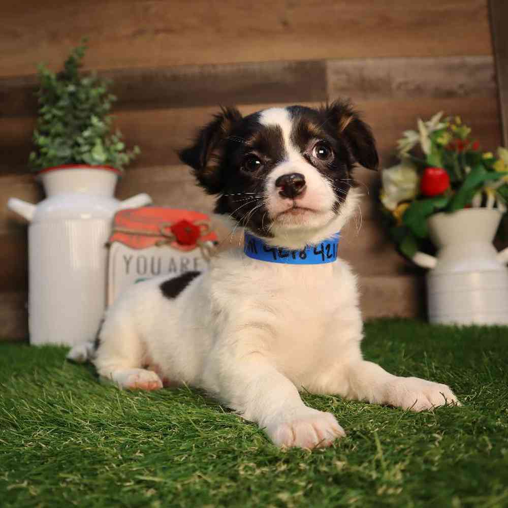 pet breed image
