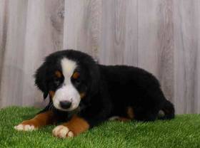 Bernese Mountain Dog